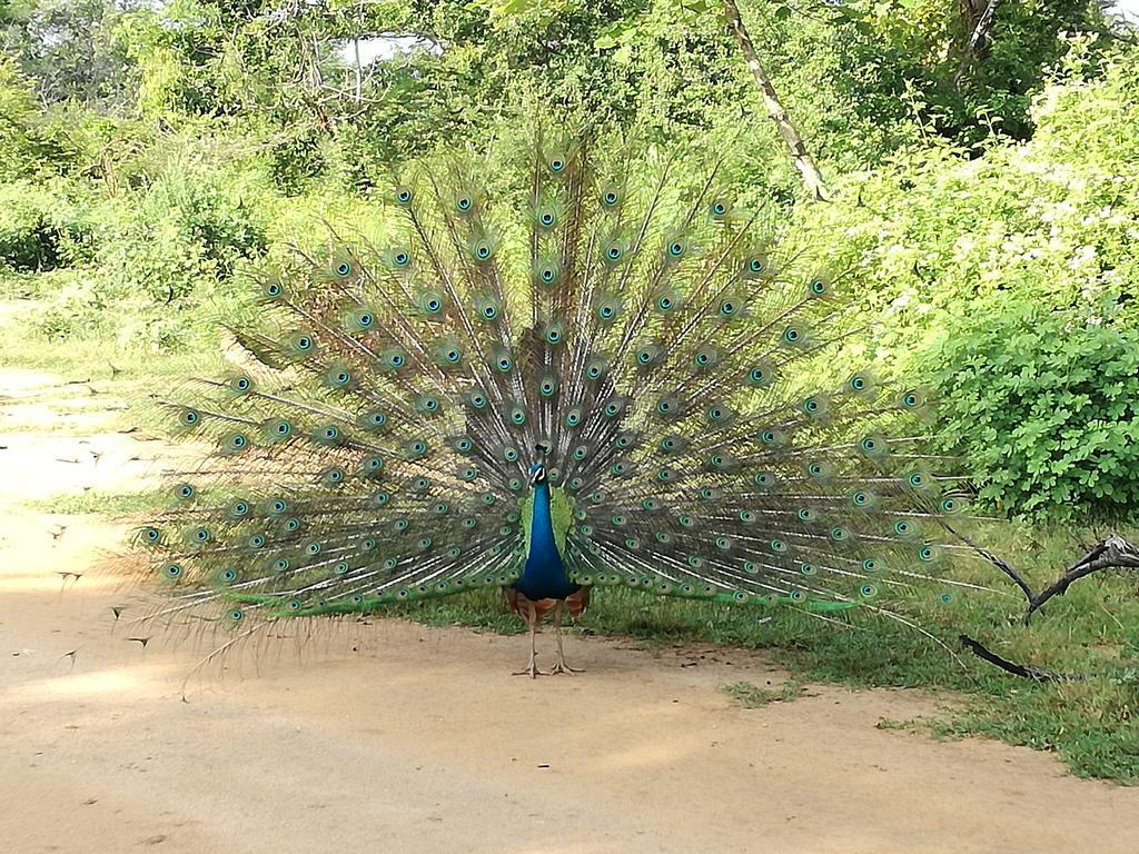 Induwara Safari Resort Udawalawe Exteriér fotografie