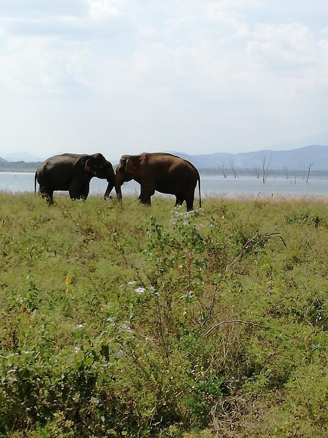 Induwara Safari Resort Udawalawe Exteriér fotografie