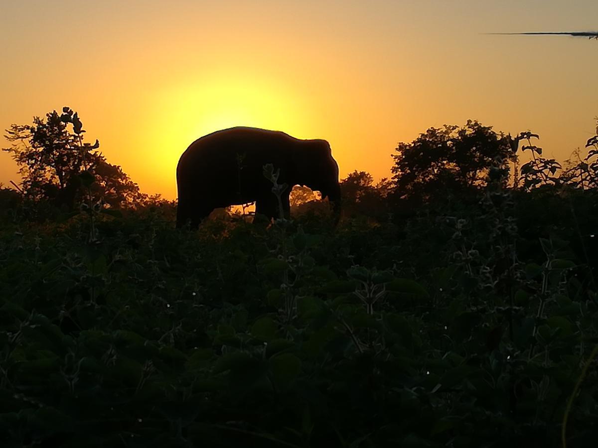 Induwara Safari Resort Udawalawe Exteriér fotografie